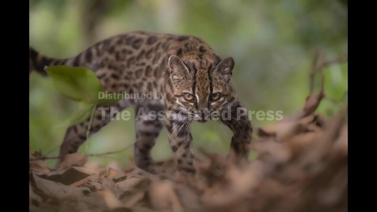 New Bolivian Leopard Species Shakes Up Wildcat Science