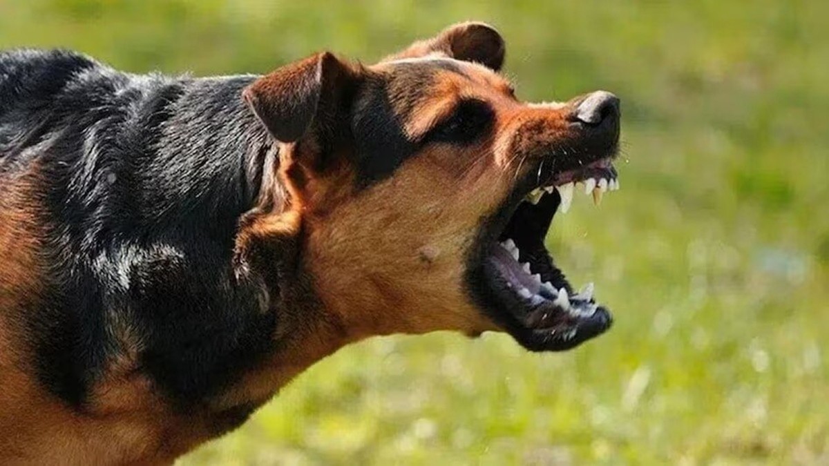 A man in Aligarh showing symptoms after a dog bite, underscoring India rabies burden