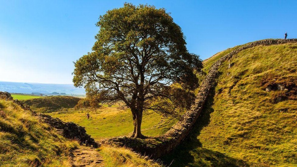 The Sycamore Gap tree standing in its dip beside Hadrian's Wall before it was felled. Photo: Mark Beadle