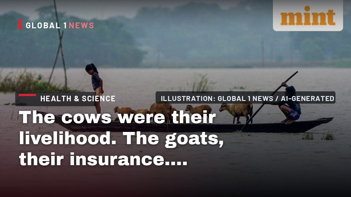 The cows were their livelihood. The goats, their insurance. Then the flood came.