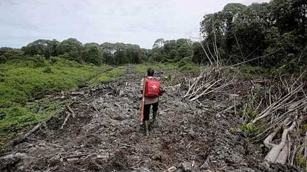 Brazil Turns Waste Palm Oil from Acarajé into Green Energy