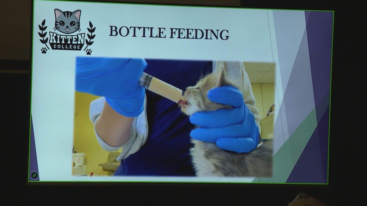 Canada’s first ‘kitten college’ opens in Langley, B.C.