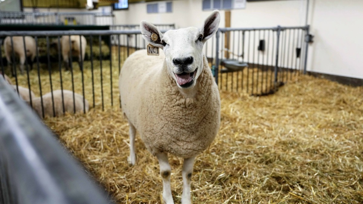 Canadian wool producers untangle supply chains as U.S. tariffs strain century-old ties