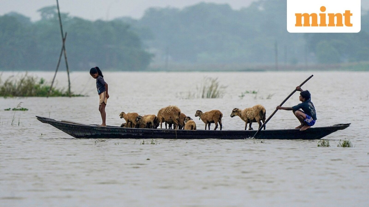The cows were their livelihood. The goats, their insurance. Then the flood came.