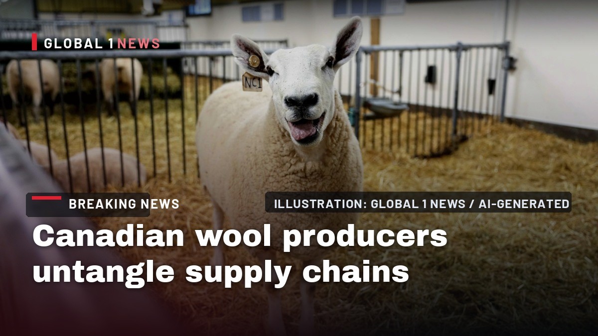 Canadian wool producers untangle supply chains as U.S. tariffs strain century-old ties