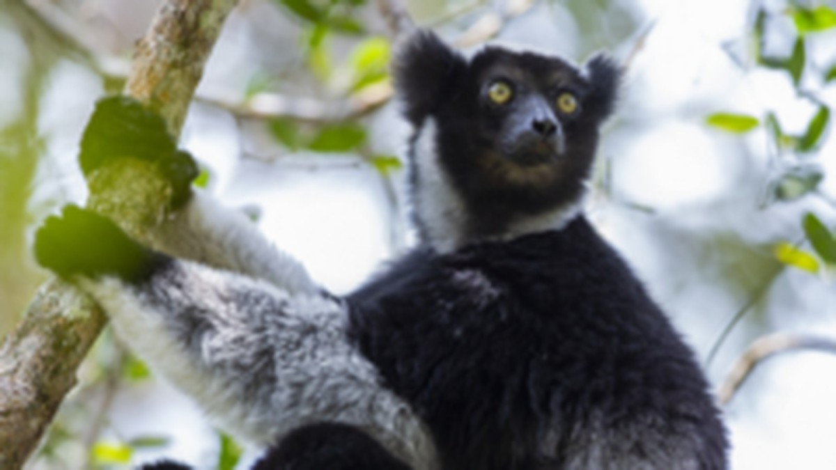 Madagascar's singing lemurs use opera technique, study finds