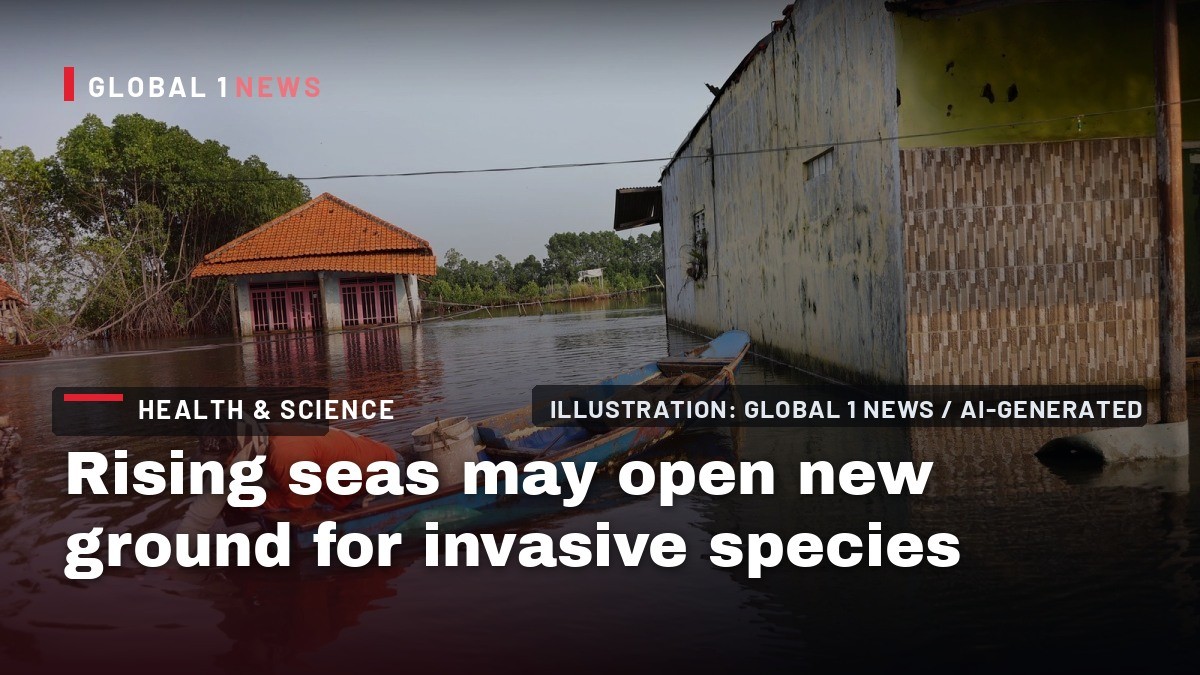 Rising seas may open new ground for invasive species: Scientists