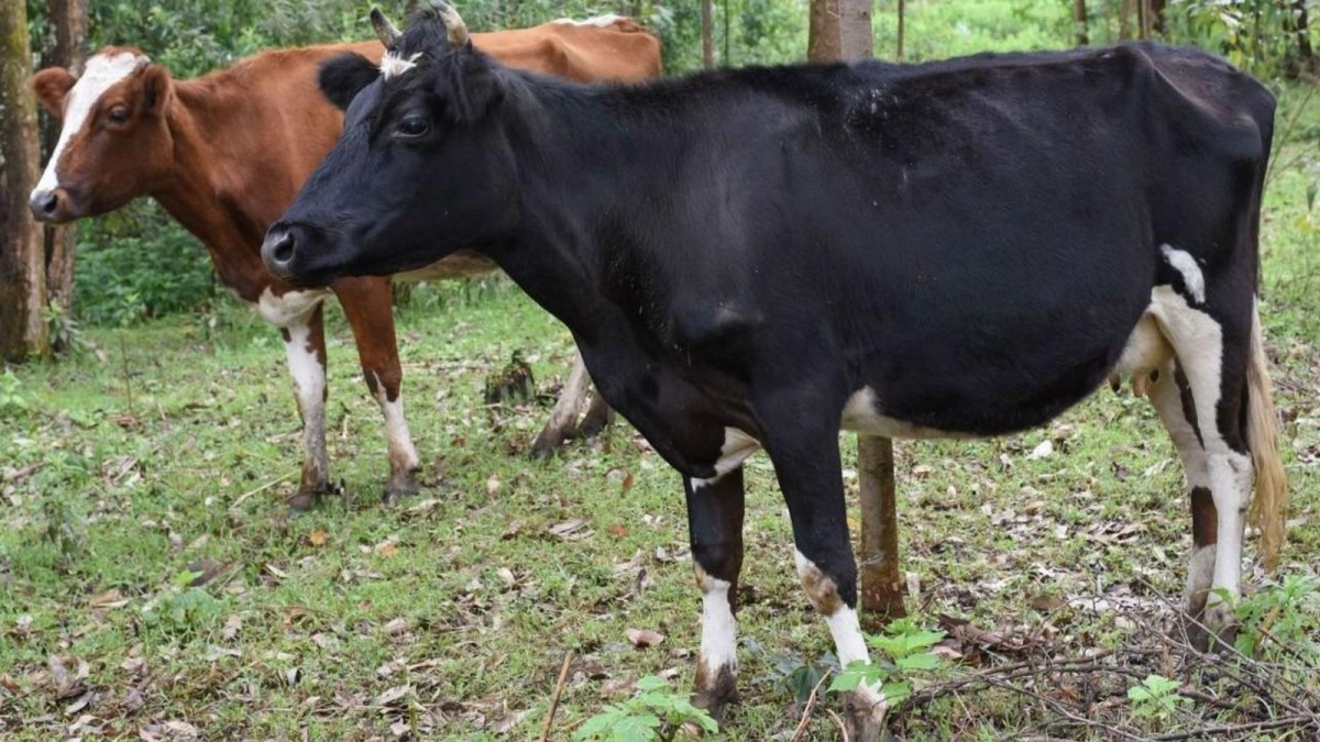 Dairy cows resting under trees on a farm in Kenya