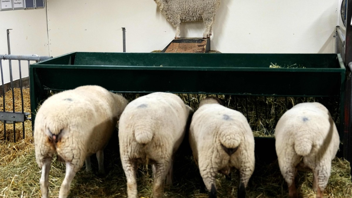 An Angora goat stands near sheep in a barn at the Canada Agriculture and Food Museum in Ottawa, Sept. 2, 2026.