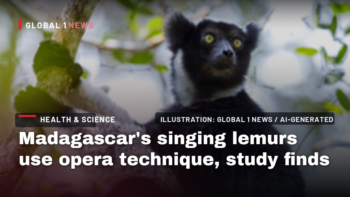Madagascar's singing lemurs use opera technique, study finds