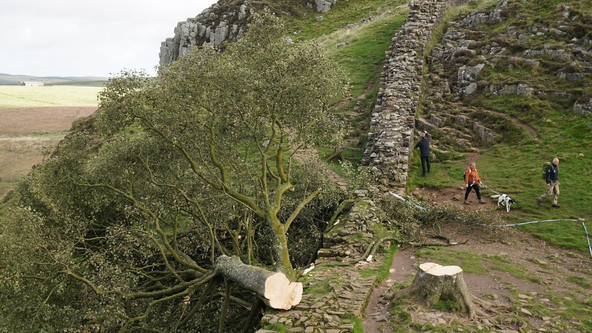 The felled Sycamore Gap tree lying across Hadrian's Wall in Northumberland after it was cut down on 28 September 2023. Photo: PA Media