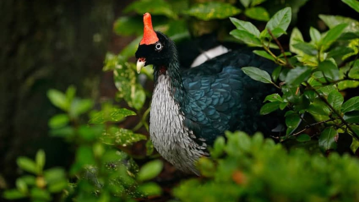The strange, ancient bird hiding in Mexico’s cloud forests