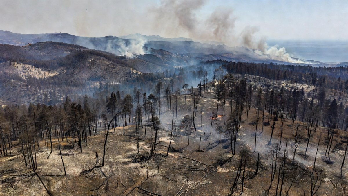 Wildfire damage in northeastern Algeria