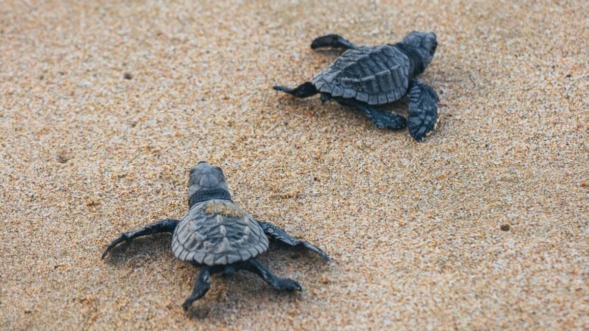 Turtle power: Volunteer to protect Mexico’s sea turtles