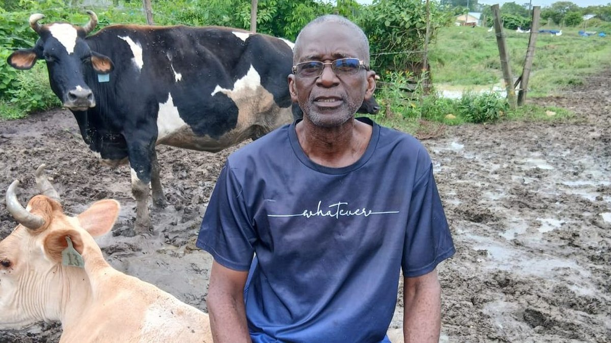 Dairy farmer John Lennard sits with his cows in Trinidad, where Nestle has been the sole major buyer of fresh milk for more than 60 years. Photo: Guardian Media