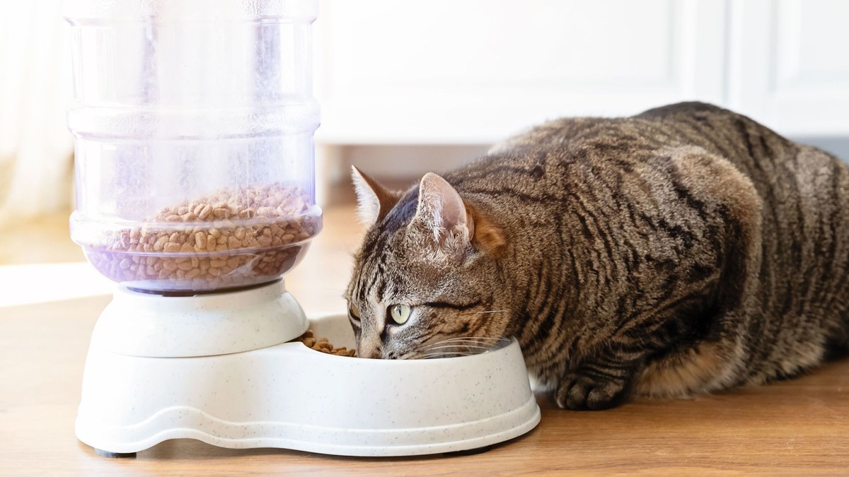 Cat Food Investigation Finds Heavy Metals in Nearly Every Product Tested