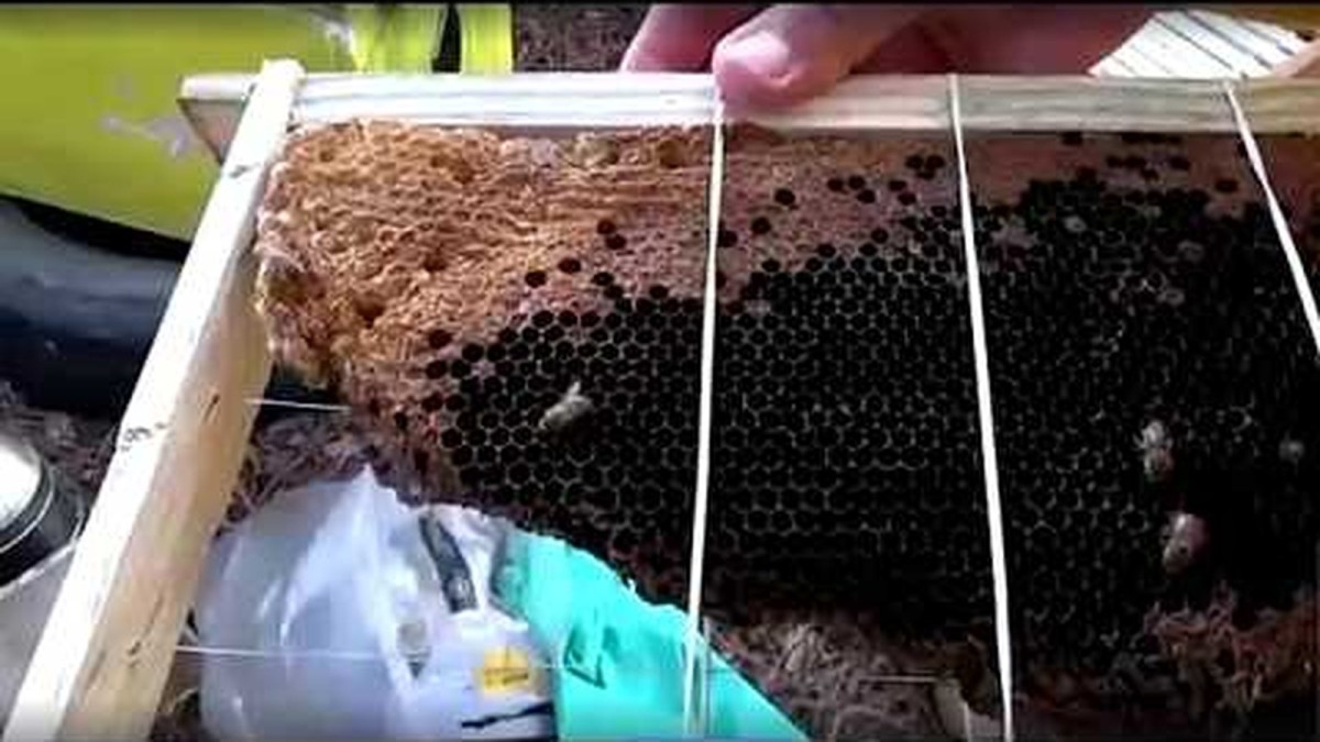 South Africa’s Cape Honeybee Conservancy Rescues Urban Bees Amid Growing Threats