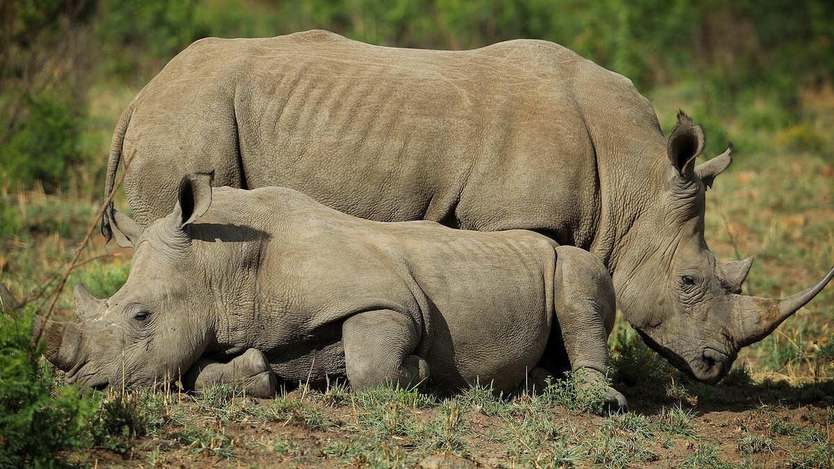 A white rhino and calf in the Kruger National Park, South Africa. Photo: Richard Heathcote/Getty Images via Daily Maverick