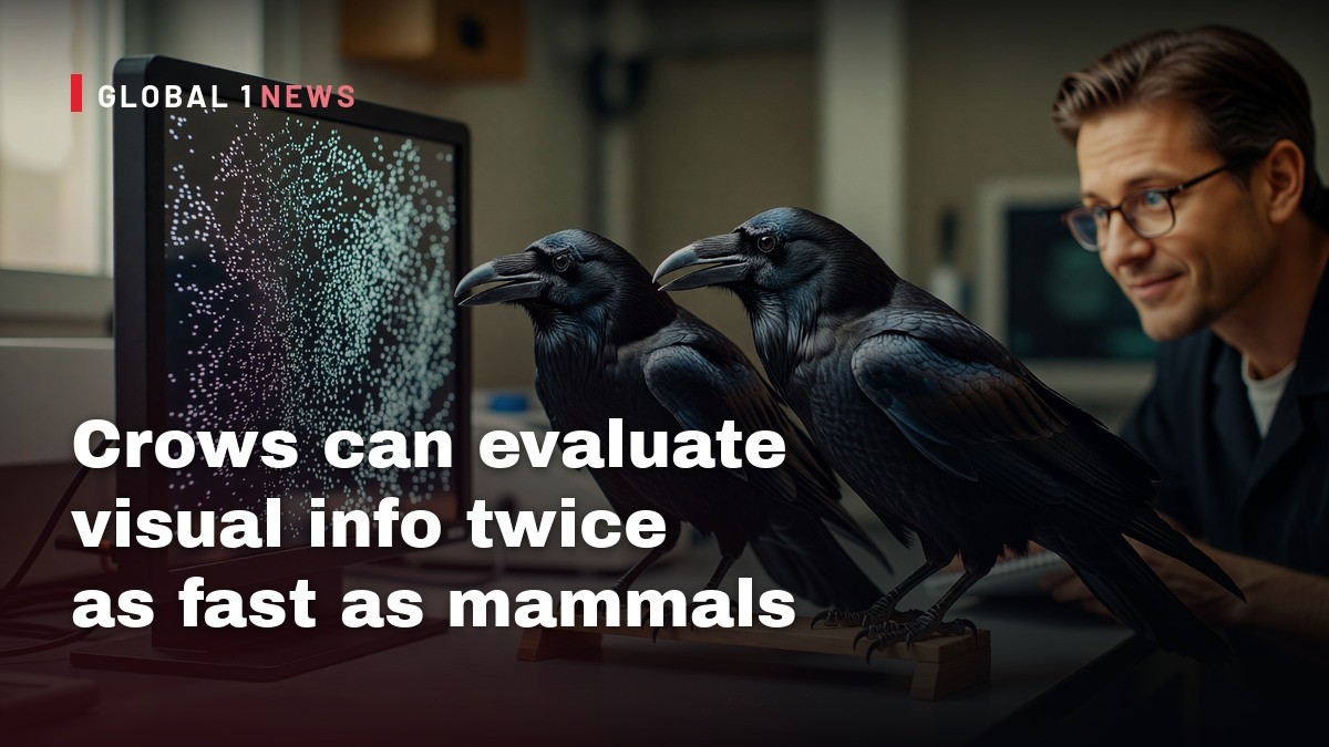 Crows can evaluate visual info twice as fast as mammals