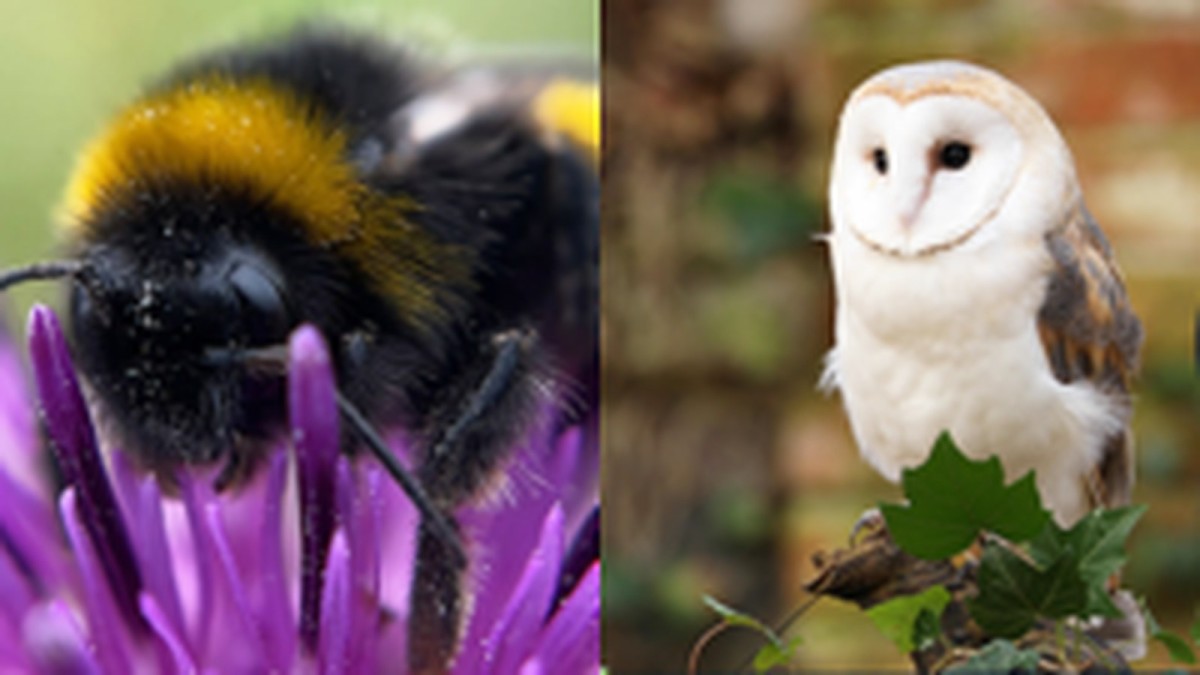 The wildlife winners set to appear on your banknotes revealed