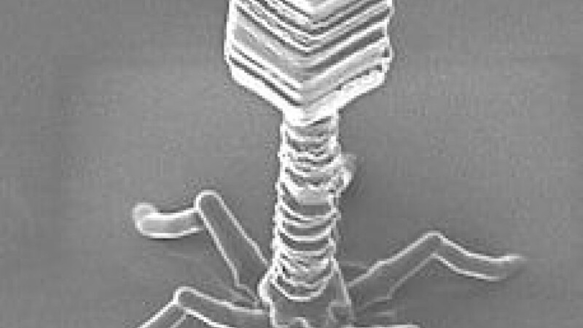 Human receives AI-designed virus for the first time