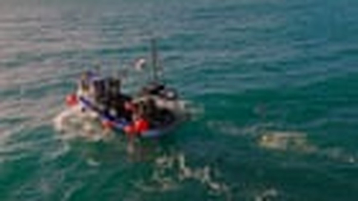 Floating scarecrows: how Cornish fishers are stopping seabirds drowning in their nets