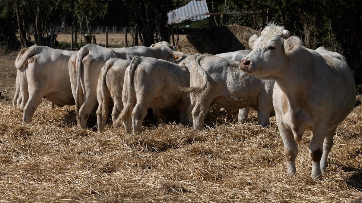France Confirms First Human Case of Shamonda Virus After Patient Dies in Lyon