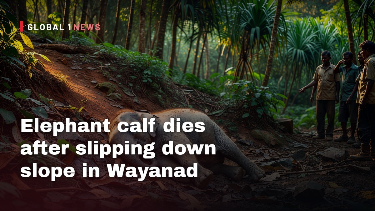 Elephant calf dies after slipping down slope in Wayanad