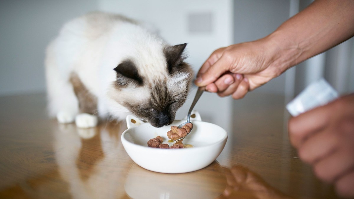 A cat eating wet food from a bowl. Seafood-based wet cat food carried the highest mercury levels in the testing. Image: Getty Images via CNN