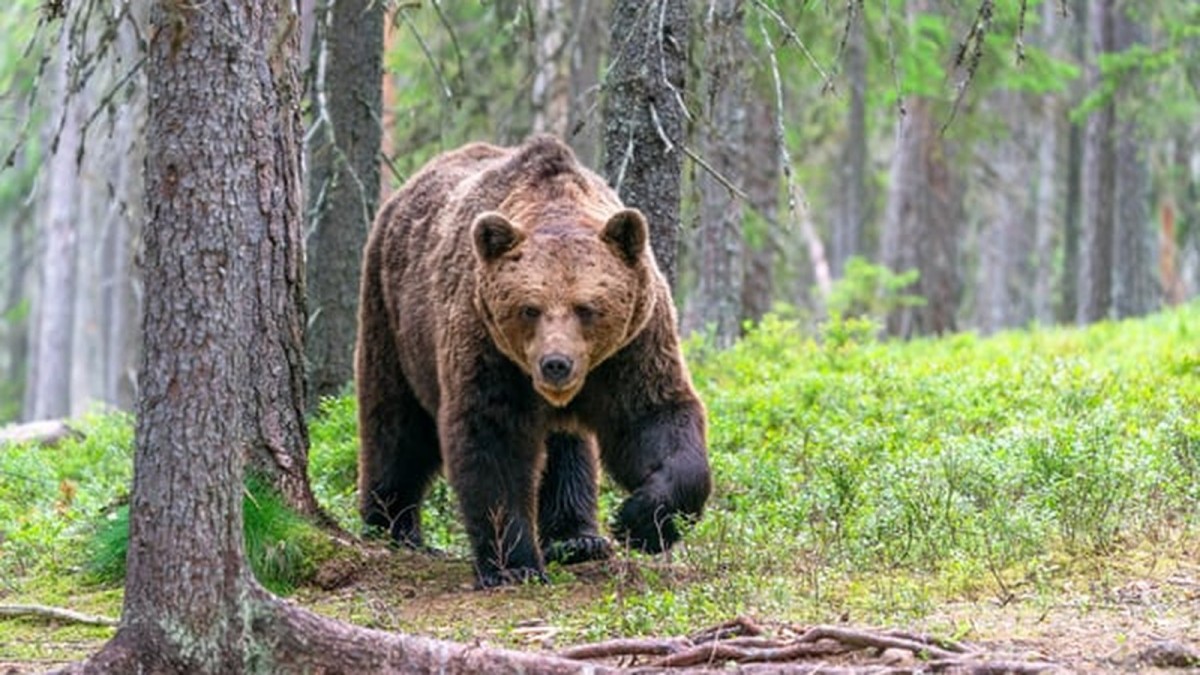 Ecological Imbalance Is Driving Bear Encounters in Mongolia