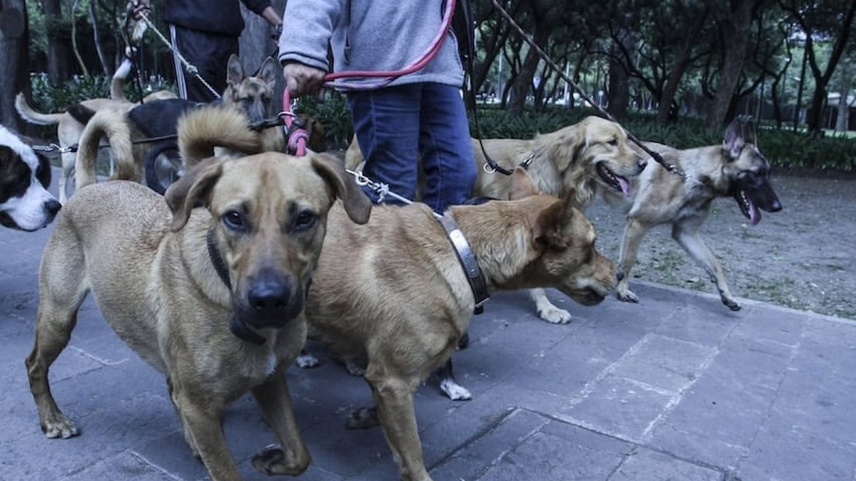 How Mexico City’s pet boom is creating new income opportunities