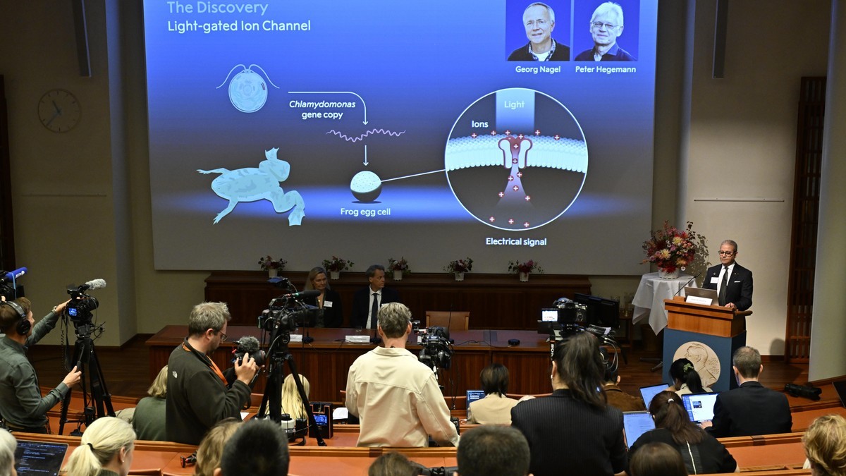 The Nobel Assembly's announcement slide showing the discovery of the light-gated ion channel, a Chlamydomonas gene inserted into a frog egg cell. Photo: Pontus Lundahl/TT News Agency via AP