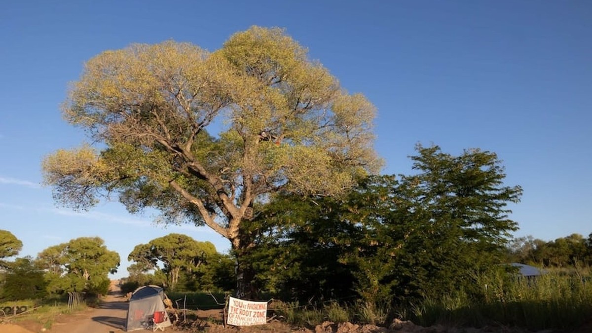 Activists condemn felling of ancient trees for border wall