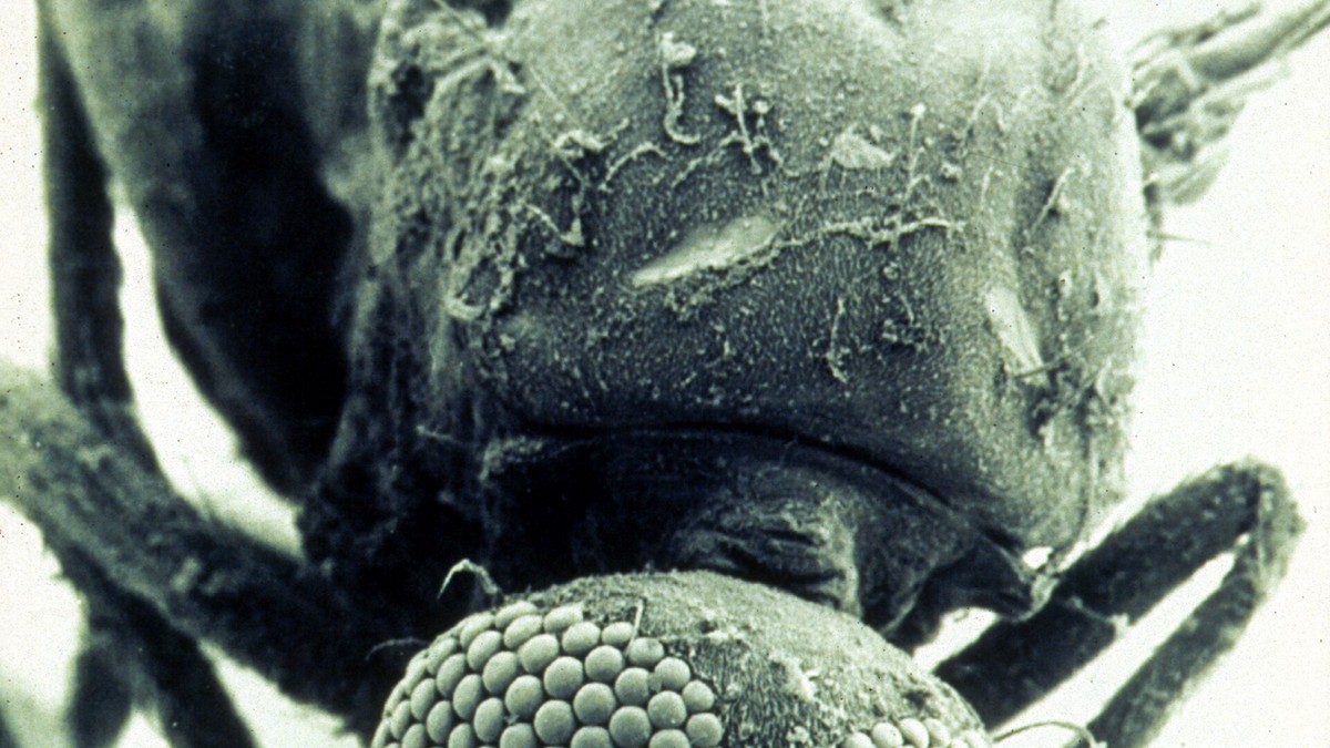 A scanning electron micrograph of a biting midge of the Culicoides genus, the vector that transmits Shamonda virus. Photo: Electron Microscopy Unit, AAHL, CSIRO via Wikimedia Commons, CC BY 3.0